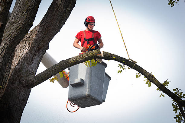 Best Leaf Removal  in Sunnyside, GA